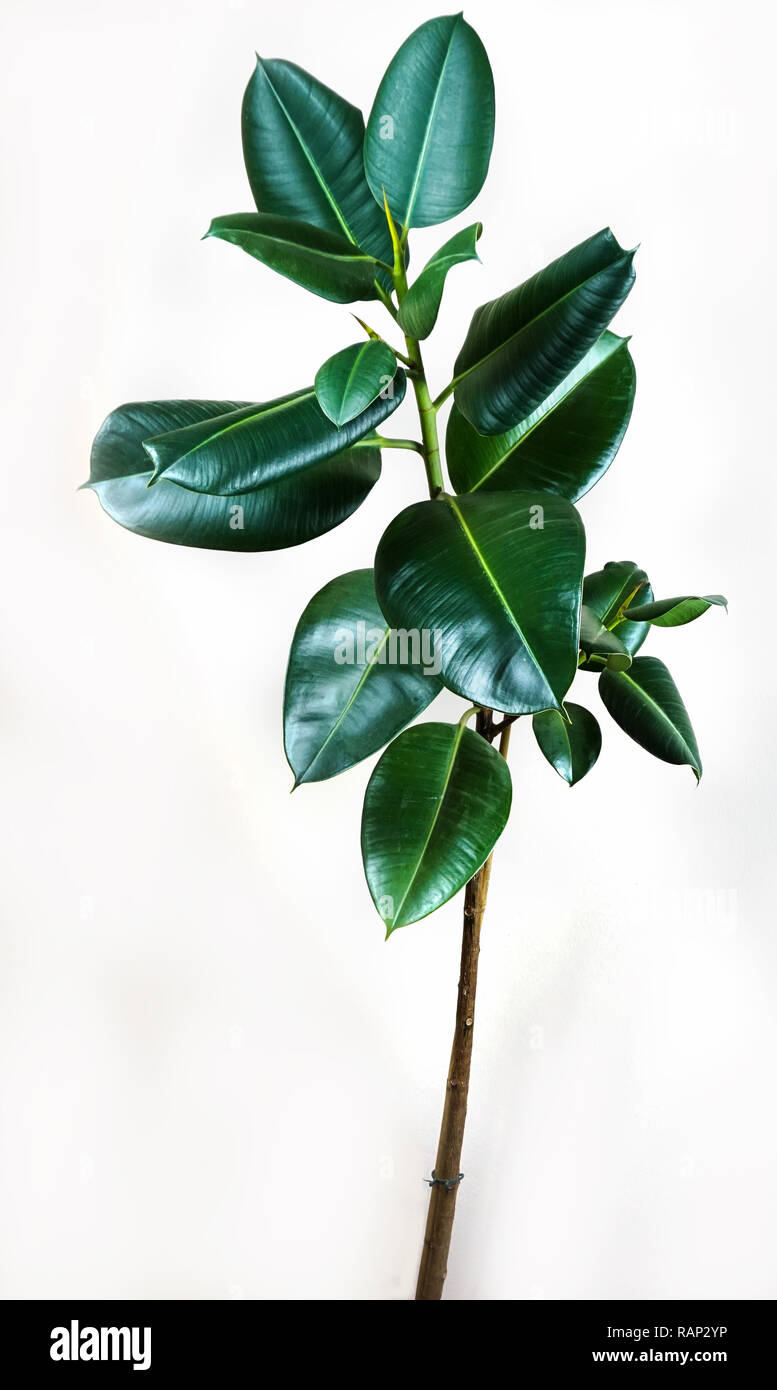 Ficus elastica di foglie di piante isolate con sfondo bianco Foto Stock