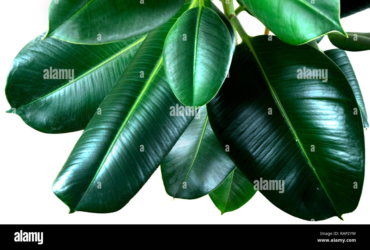 Ficus elastica di foglie di piante isolate con sfondo bianco Foto Stock
