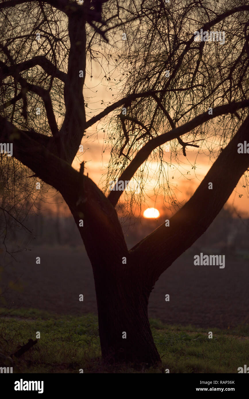 Tramonto dietro a un albero Foto Stock