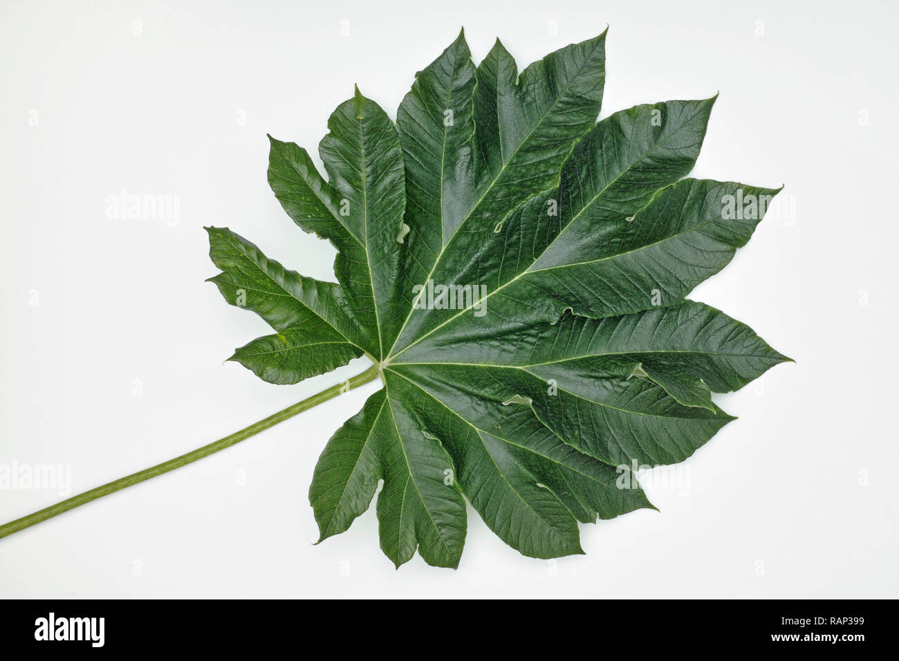 Foglie di carta di riso pianta, Tetrapanax papyrifer Foto Stock