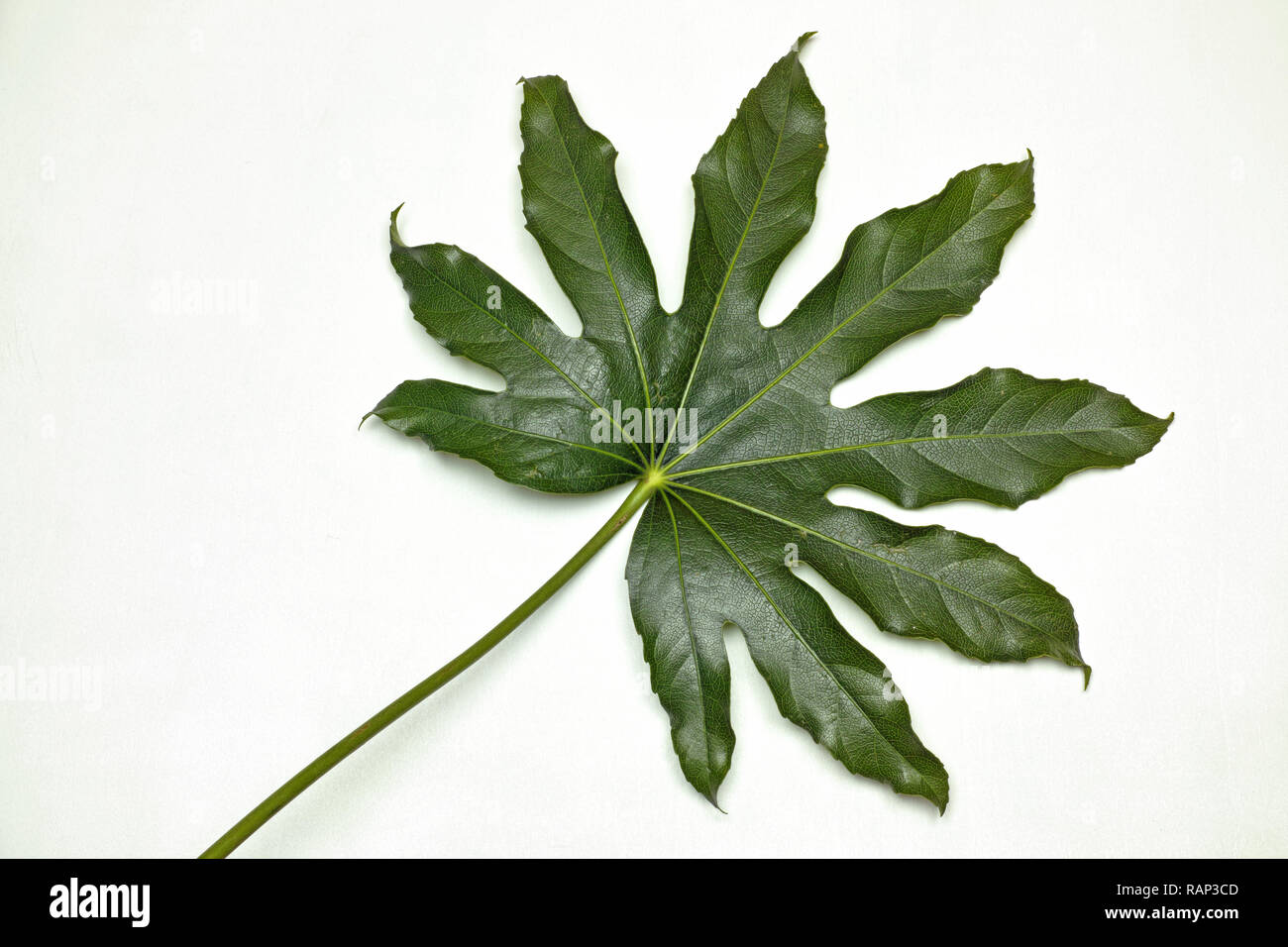 Una foglia della pianta della carta, Fatsia japonica Foto Stock