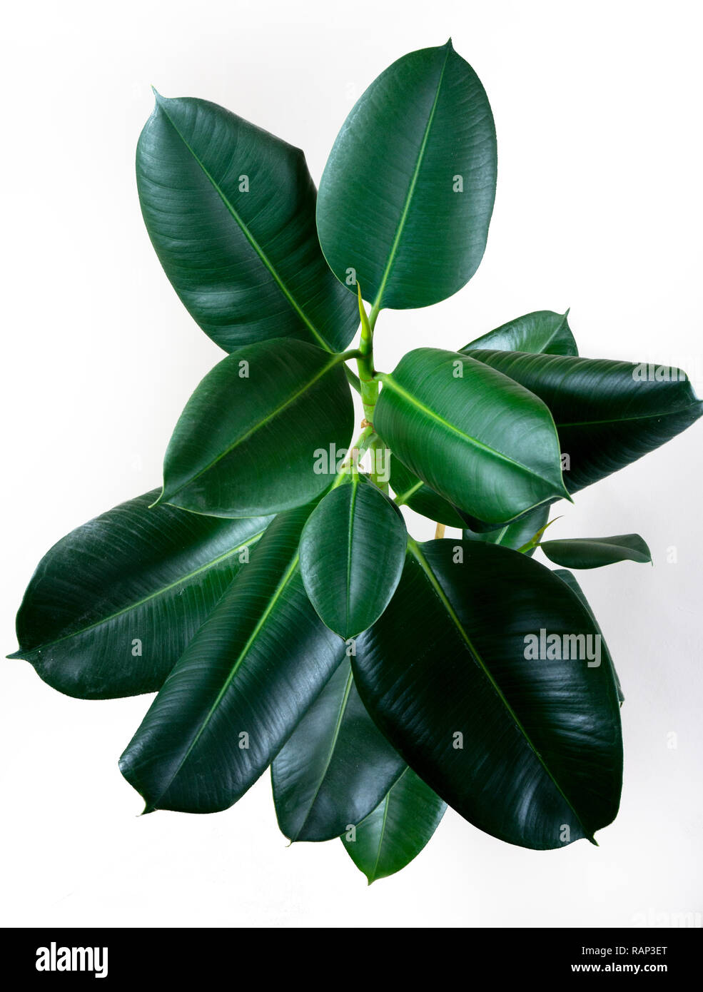 Ficus elastica di foglie di piante isolate con sfondo bianco Foto Stock