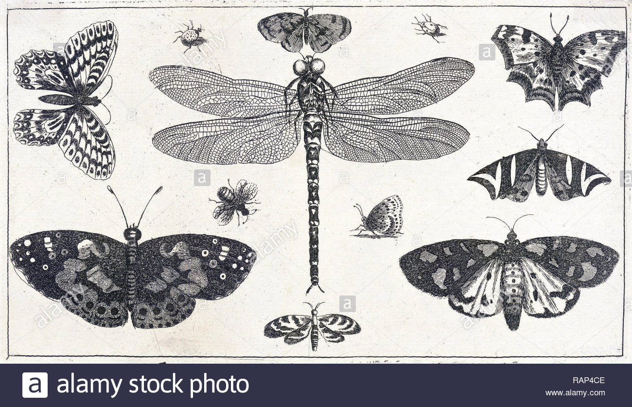 Libellula, farfalle e coccinelle, attacco da incisore boemo Wenceslaus Hollar da 1600s Foto Stock