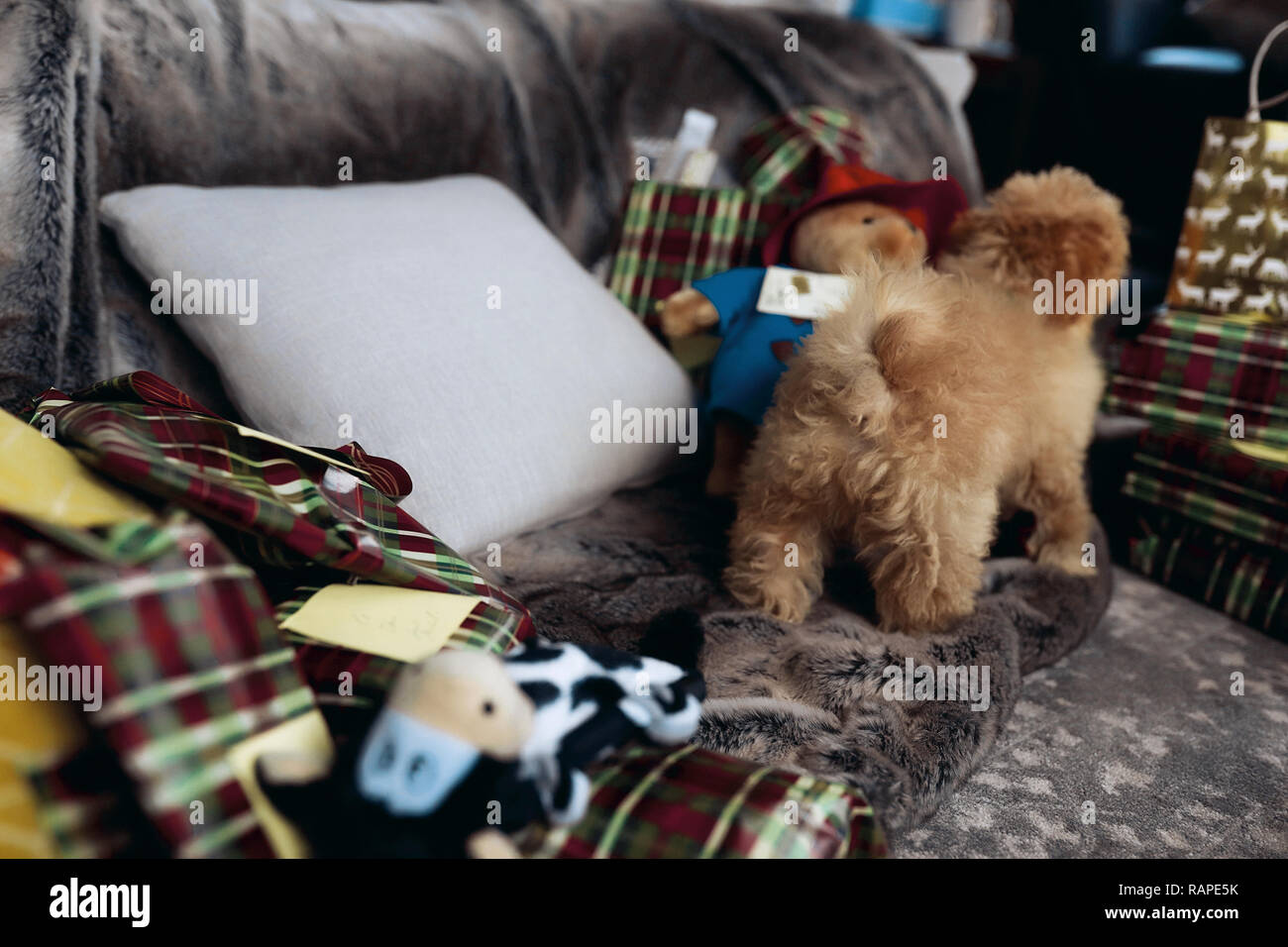 Piccolo dolce cucciolo rosso con pelliccia ricci in piedi su un lettino, molti regali per le feste di natale in giro. Magica atmosfera del nuovo anno Foto Stock