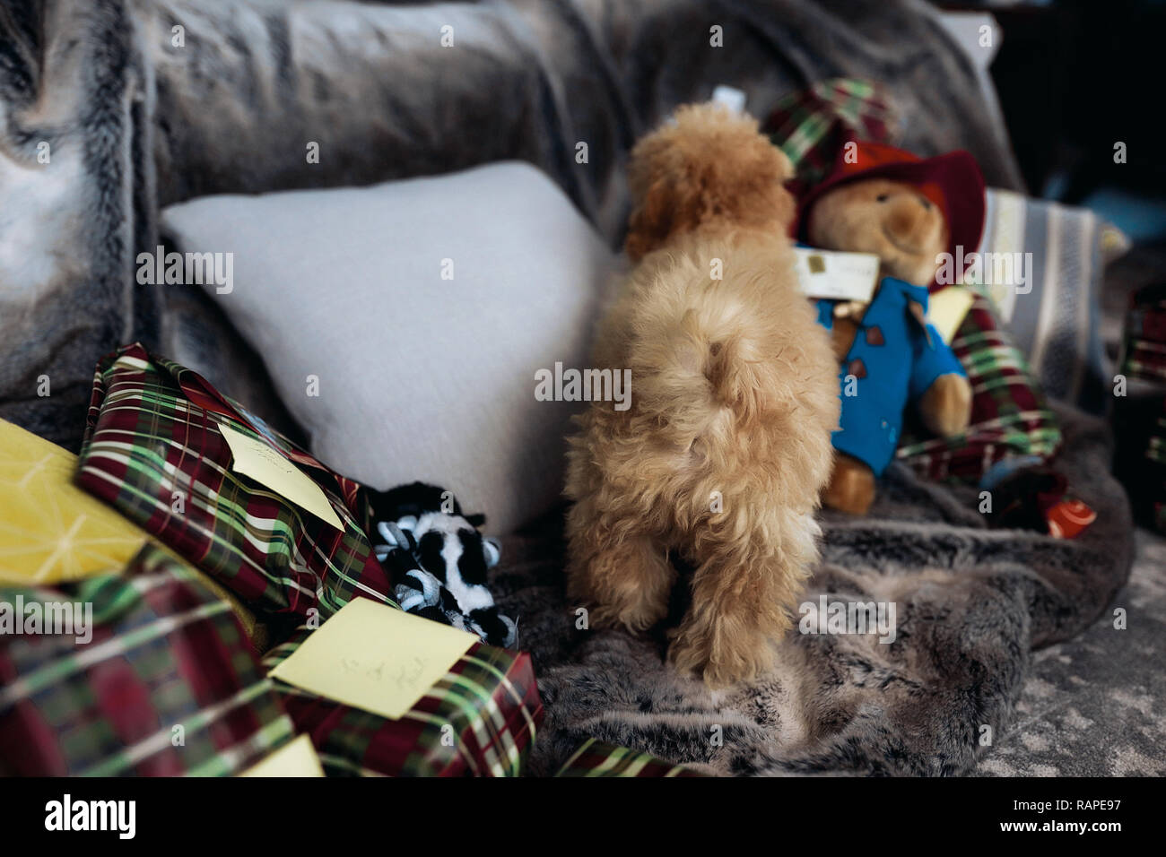 Piccolo cucciolo maltipoo con coda arricciata e il rosso dei capelli ricci, in piedi sul divano grigio con grandi cuscini e un sacco di regali per le vacanze di Natale. Cute cane Foto Stock