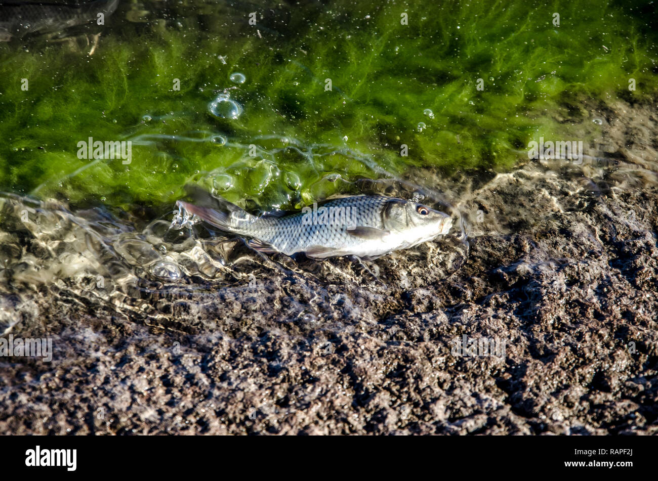 Carpa di giovani pesci provenienti da aziende di allevamento ittico rilasciato nel serbatoio. Foto Stock