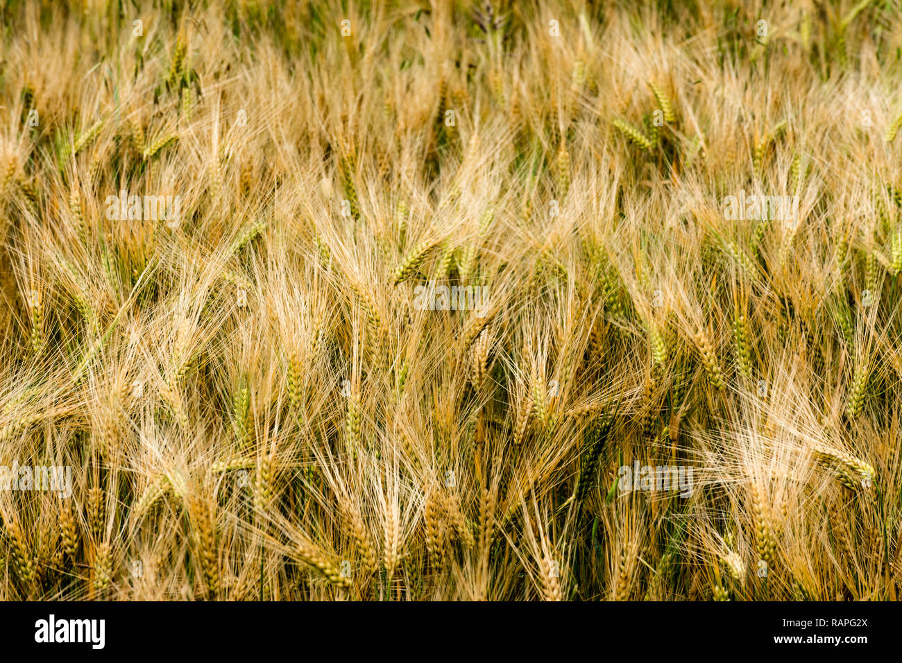 I picchi di giallo a campi di cereali Foto Stock