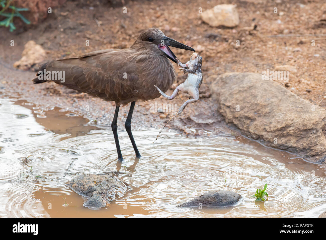 Un Hamerkop (Scopus umbretta) le catture di una oliva orientale Toad (Amietophrynus germani) nel Parco Nazionale di Kruger, Sud Africa. Foto Stock