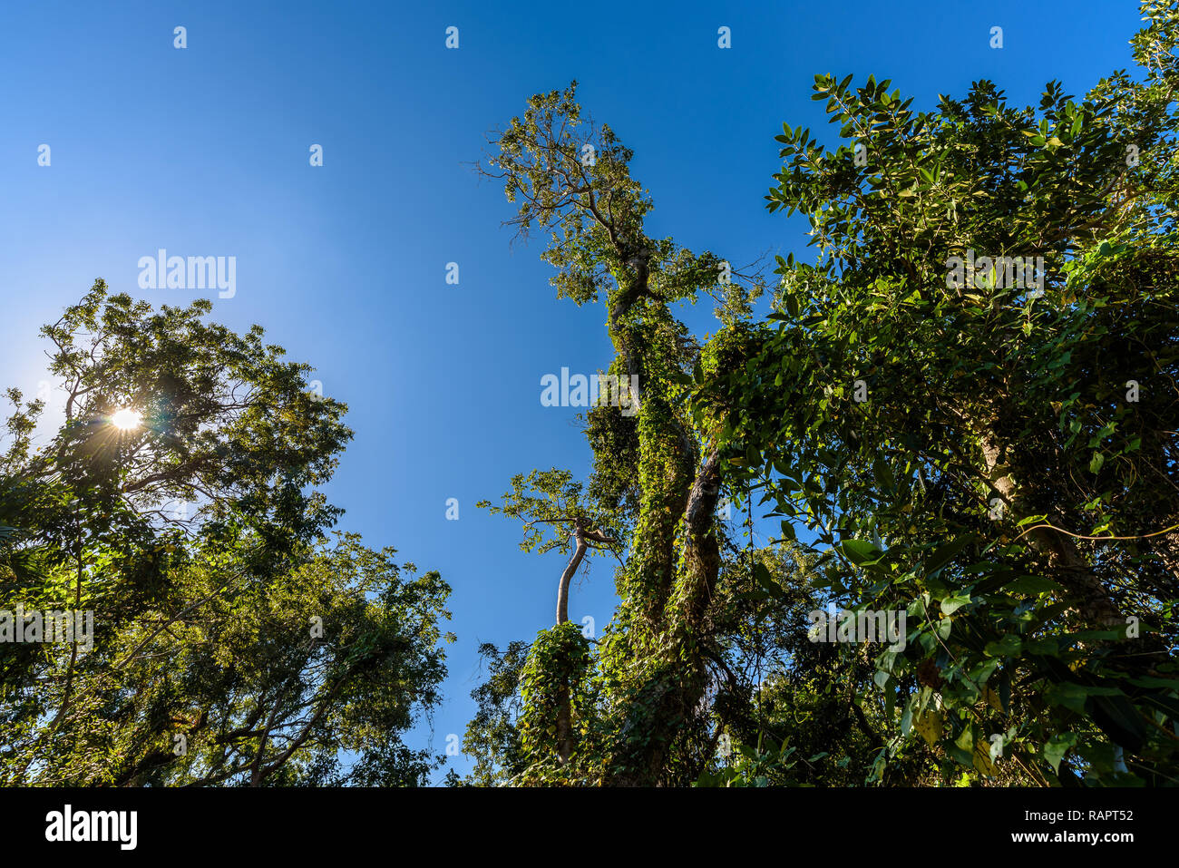 Mogano Amaca Trail, modesto boardwalk attraverso la giungla di pianura terreno con alberi di grandi dimensioni e di osservare la natura. Parco nazionale delle Everglades, Florida. Foto Stock