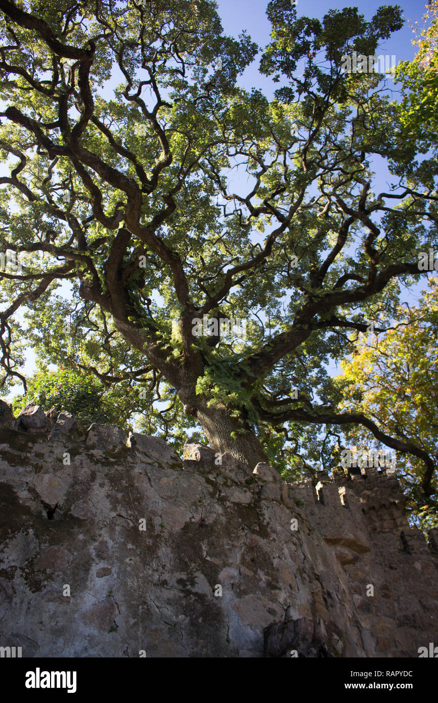 Bellissimo albero su una parete a Sintra, Portogallo Foto Stock