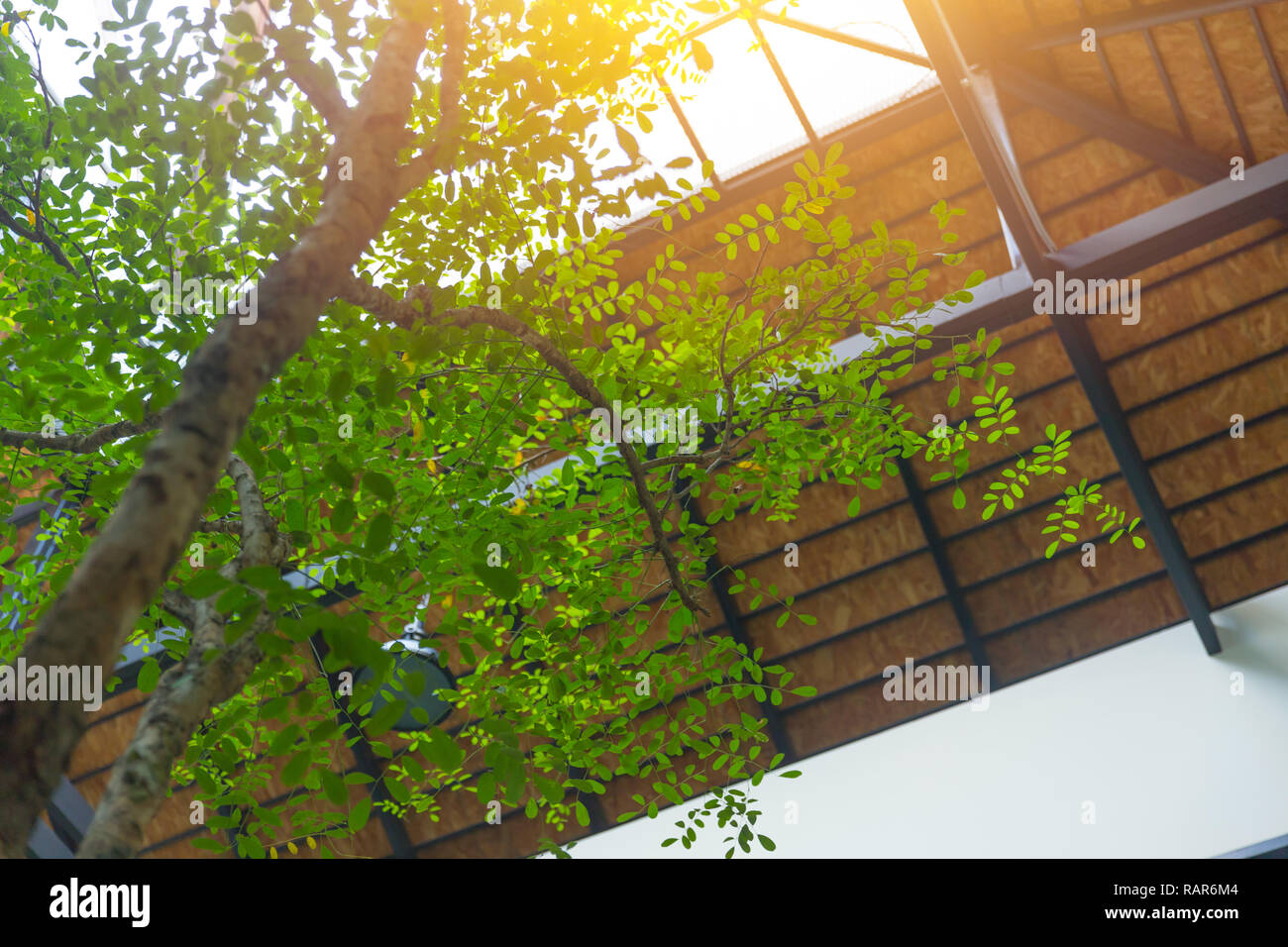 Piscina albero verde eco casa e ufficio impianto interno per raffreddare l'aria fresca. Foto Stock