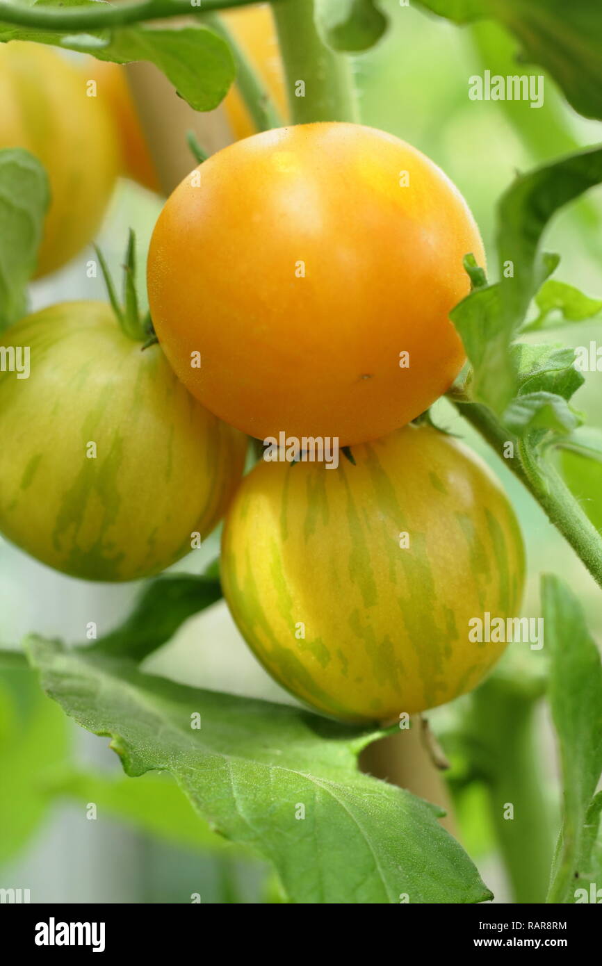 Solanum lycopersicum. Pomodoro patrimonio 'Darby striped' la maturazione sulla pianta in una serra, REGNO UNITO Foto Stock