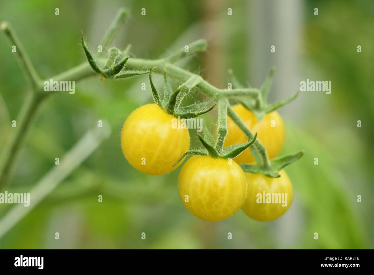 Solanum lycopersicum. "Miele bolle" pomodori la maturazione sulla pianta in una serra, REGNO UNITO Foto Stock