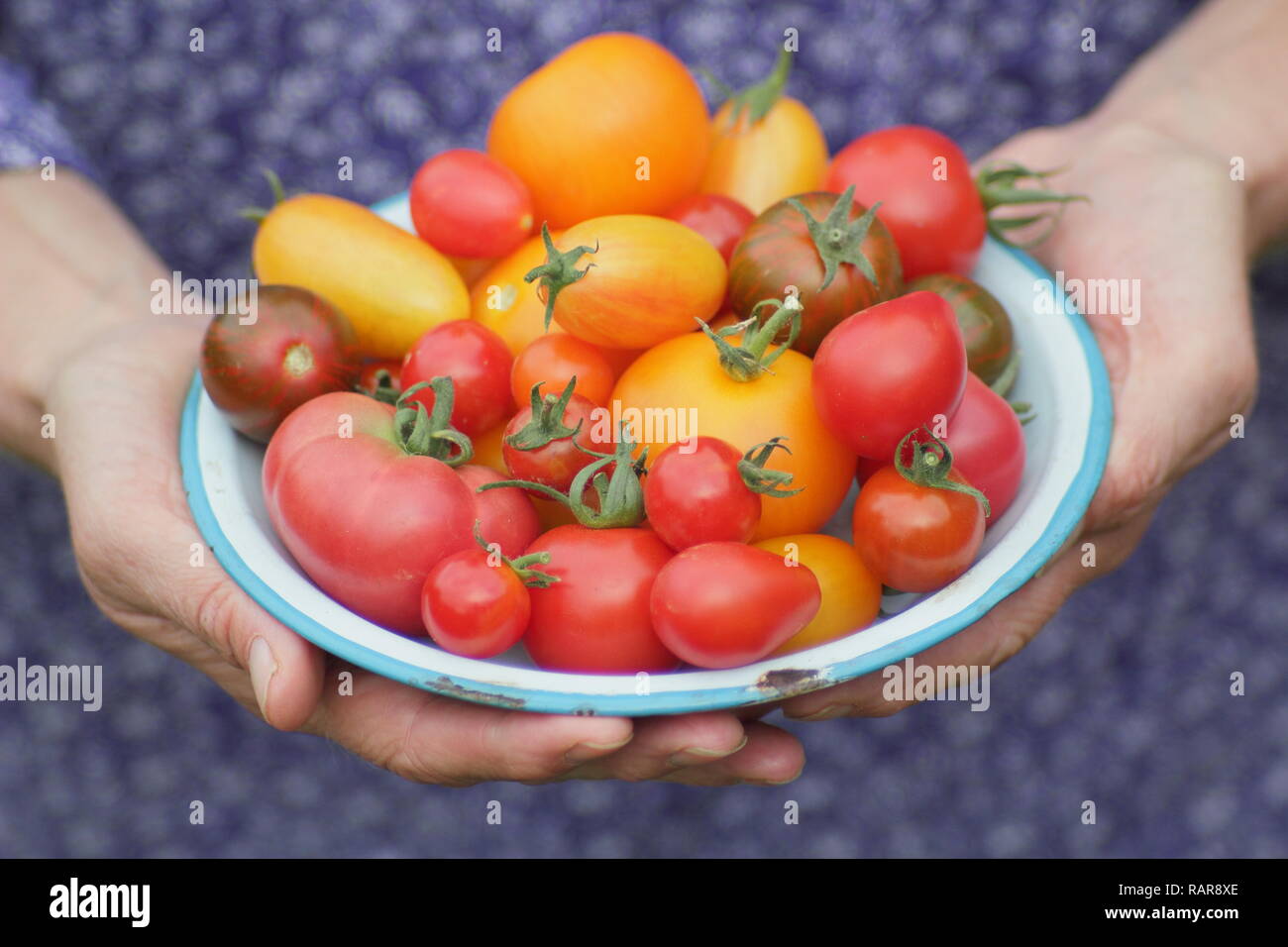 Solanum lycopersicum. La donna presenta appena preso cimelio di pomodori in un piatto. Nella foto includono Darby striped,Chadwick cherry red Pera & Tibet apple Foto Stock