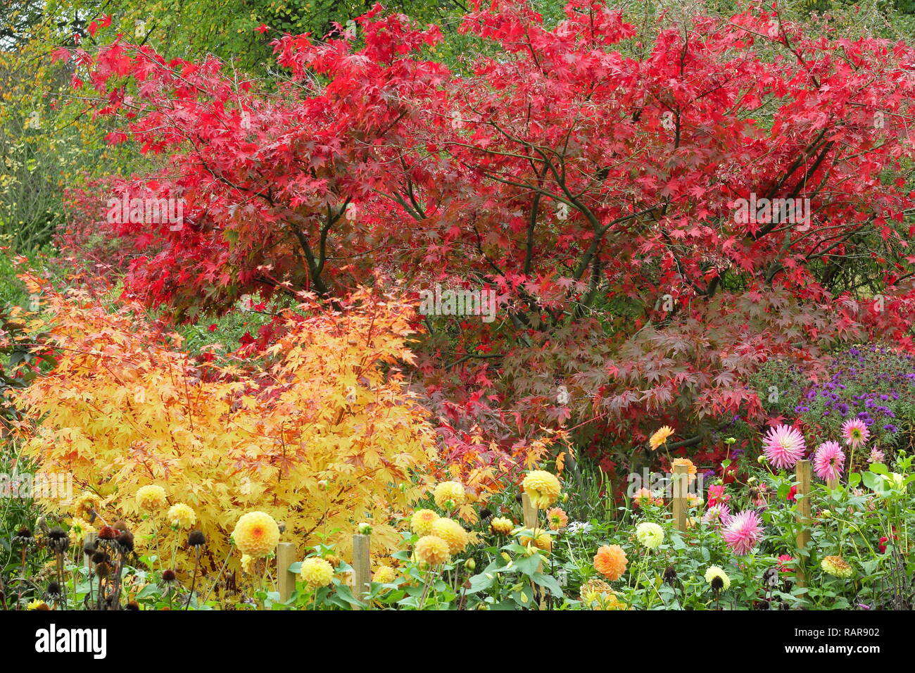 Vivace fogliame di autunno di Acer in un giardino inglese. Nella foto: rosso Acer palmatum 'Matsukaze', giallo Acer palmatum 'Sangola kaku' con fiori dalia Foto Stock