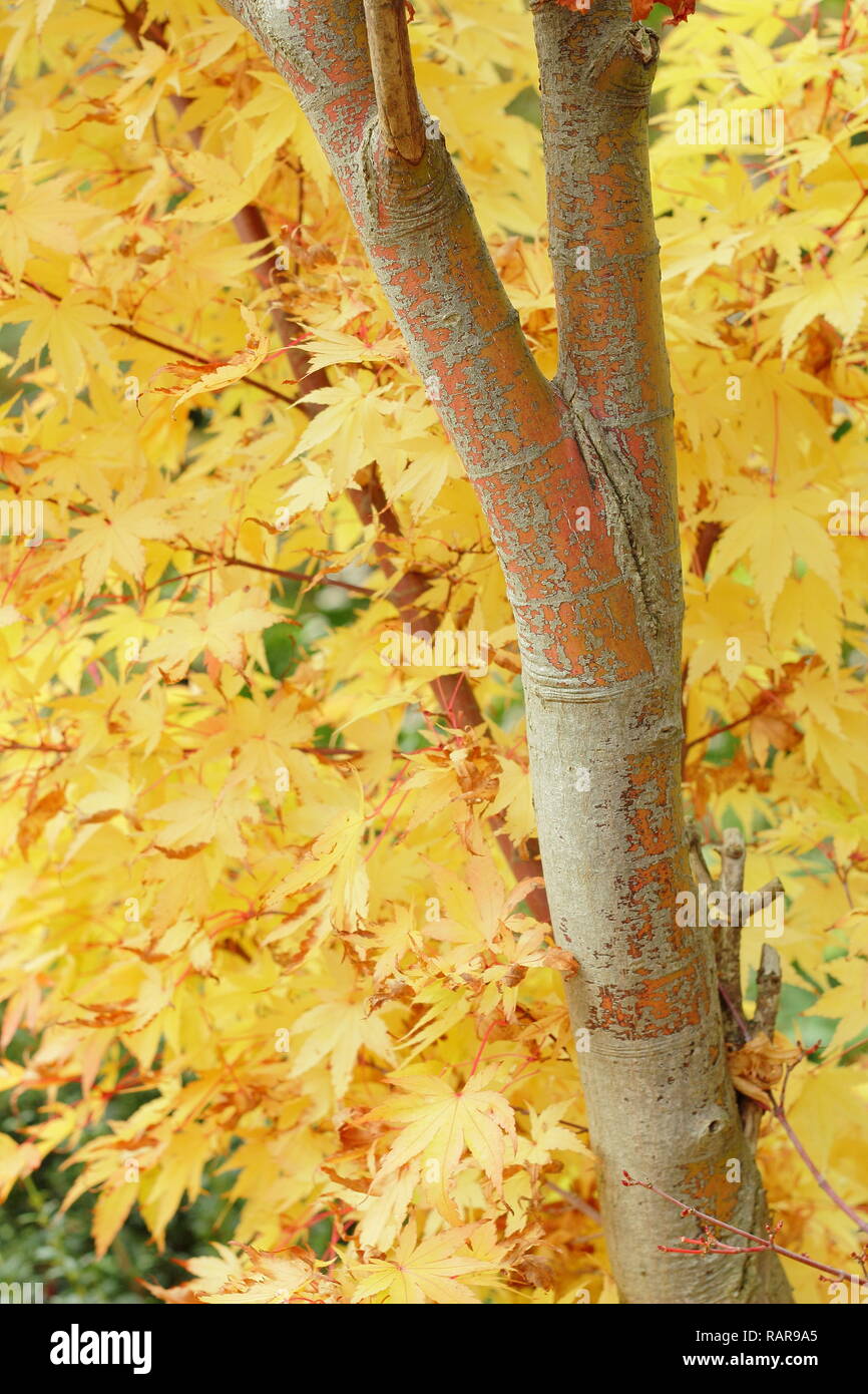 Acer palmatum Sango kaku. Vivace fogliame di autunno di Acer palmatum Sango kaku, chiamato anche Corteccia di corallo acero. Giapponese acero in ottobre, REGNO UNITO Foto Stock