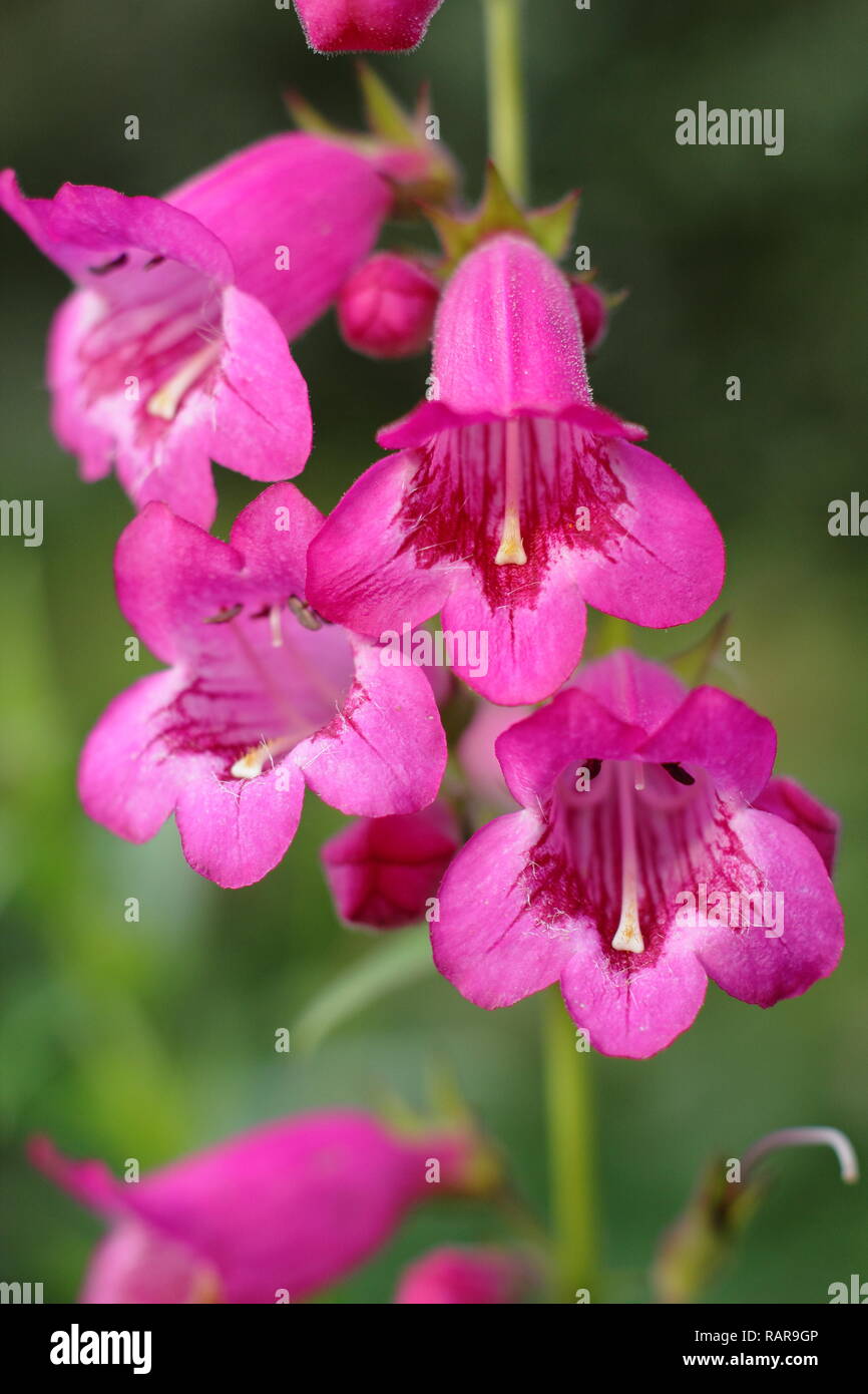 Penstemon 'Pensham appena Jayne' fioritura in un autunno giardino, Ottobre, REGNO UNITO Foto Stock