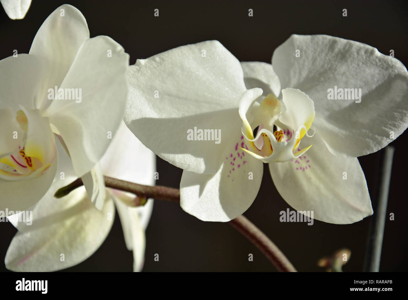 Orchideen, Weiße Orchideen , Hintergrund Foto Stock