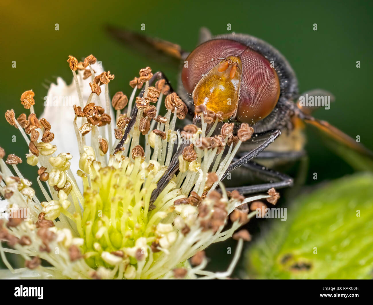 Un verde Pied Hoverfly (Volucella pellucens) su un rovo fiori Blashford laghi riserva naturale Foto Stock