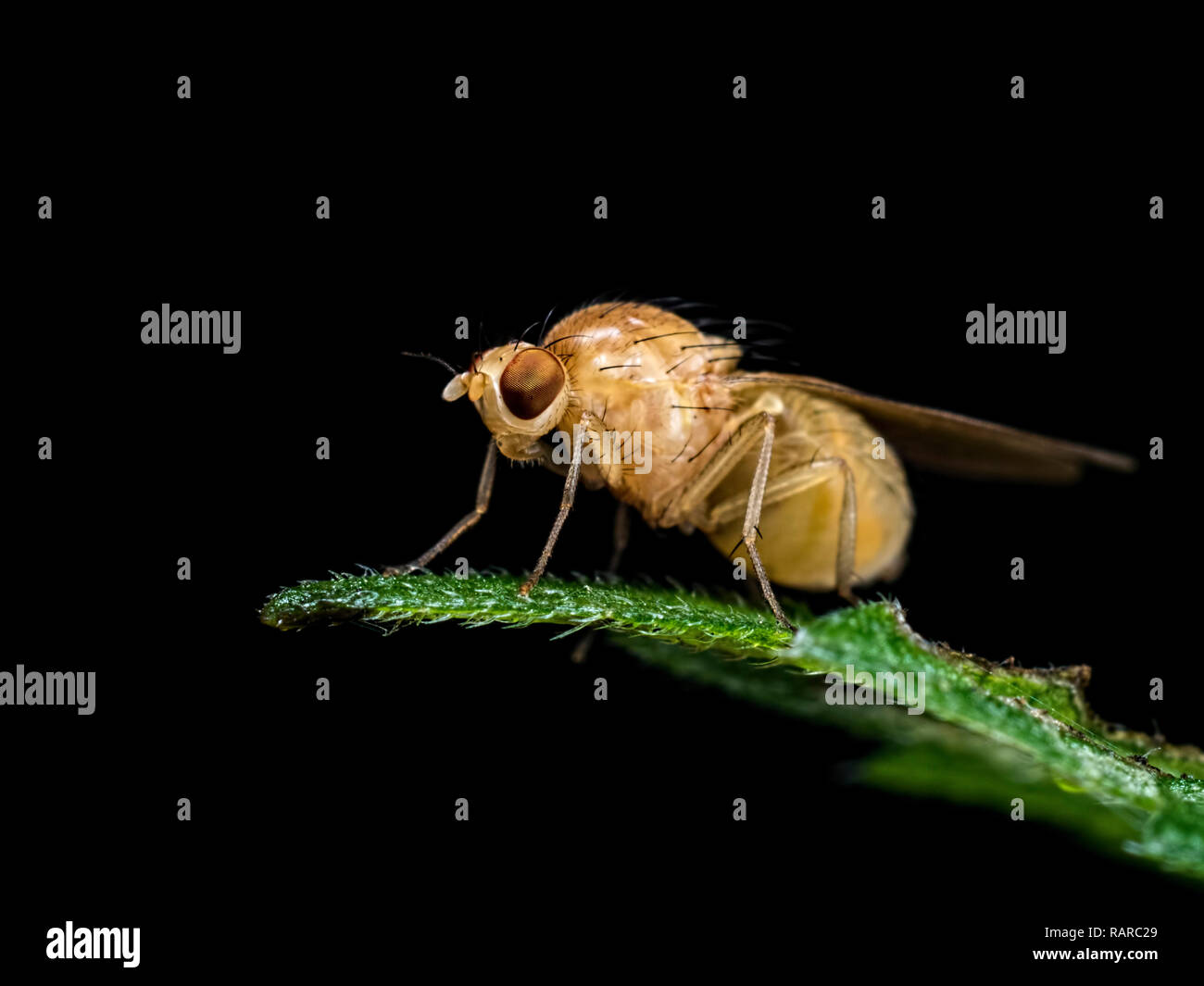 Luminose volare. Ho usato il flash per scurire lo sfondo e fanno di questa luce colorata volare spiccano Foto Stock