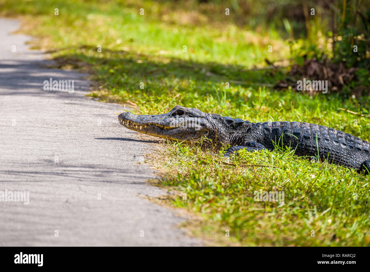 Il coccodrillo americano circa a croce dal lato della strada. Anhinga Trail, Everglades National Park. Florida Foto Stock