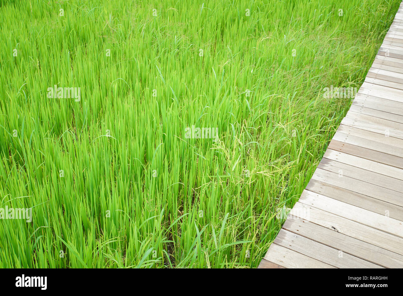 Verde campo di riso con tavola di legno in Kanchanaburi, Thailandia. Foto Stock