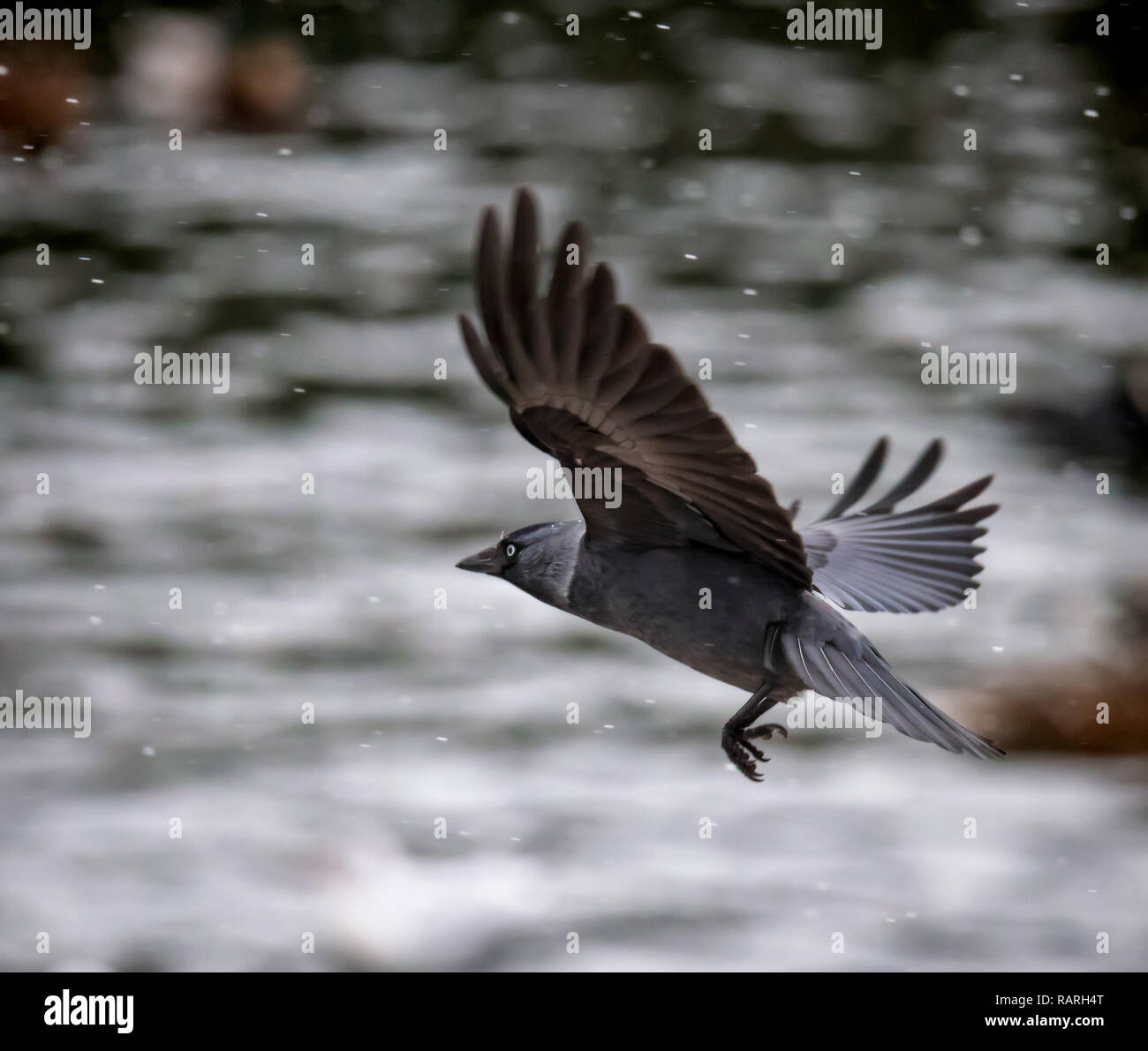 La cornacchia volanti crow in forti nevicate Foto Stock