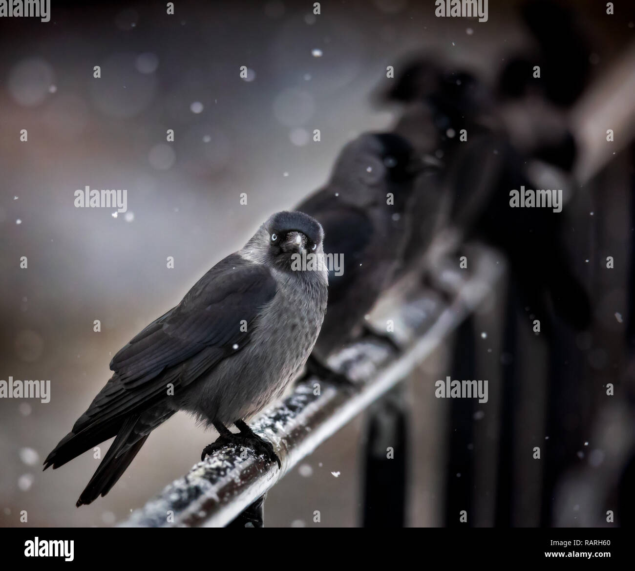 La cornacchia crow seduto su rotaia nella neve Foto Stock