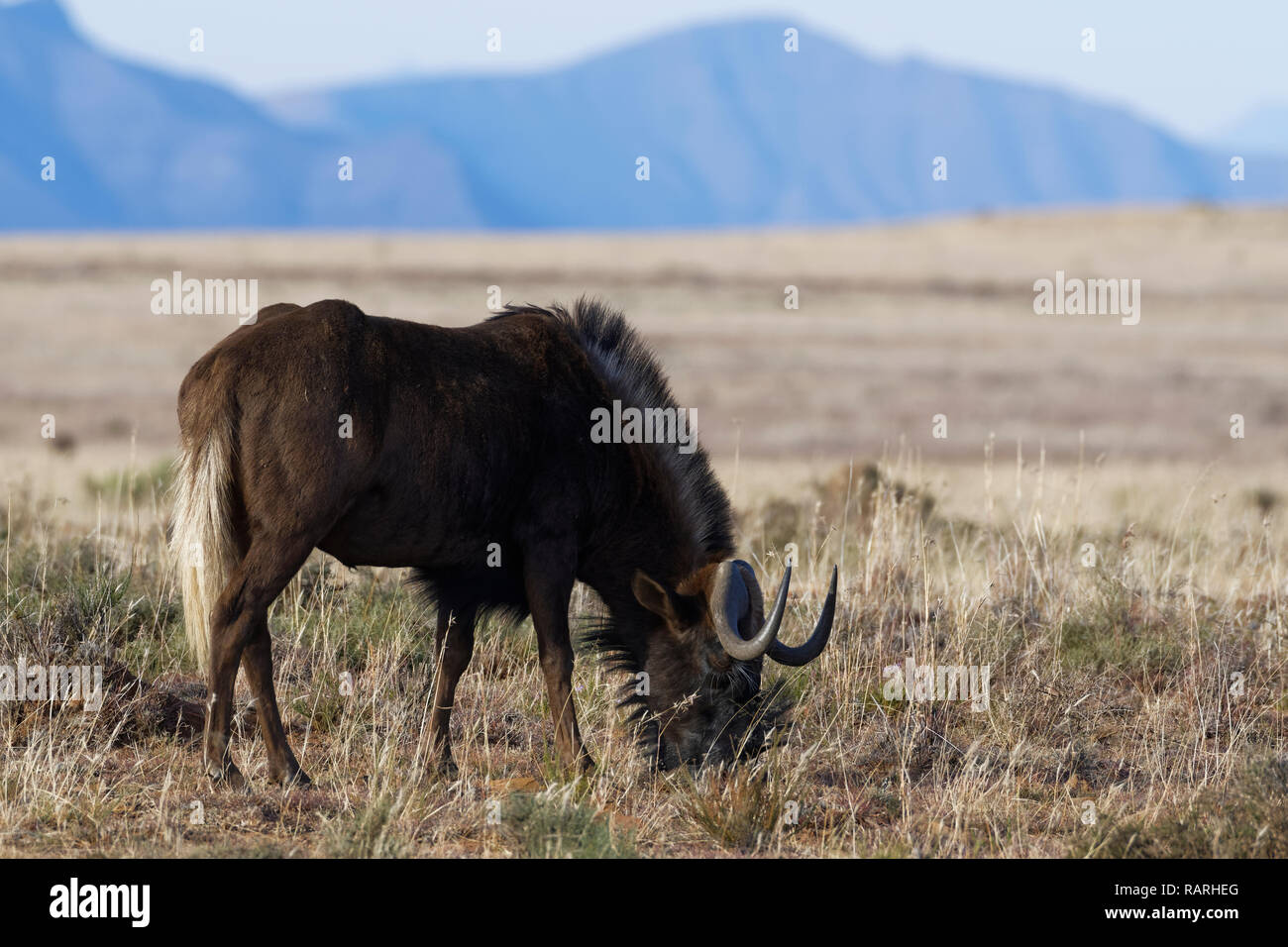 Nero (gnu Connochaetes gnou), adulto maschio, in aperta prati, pascoli, Mountain Zebra National Park, Capo orientale, Sud Africa e Africa Foto Stock