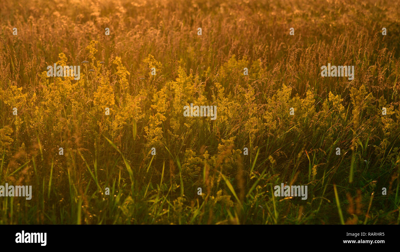 Lo sfondo da wild estate campo di erba al tramonto Foto Stock