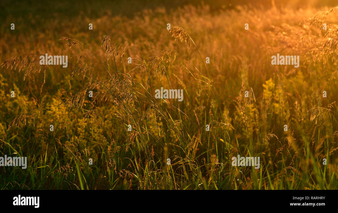 Lo sfondo da wild estate campo di erba al tramonto Foto Stock