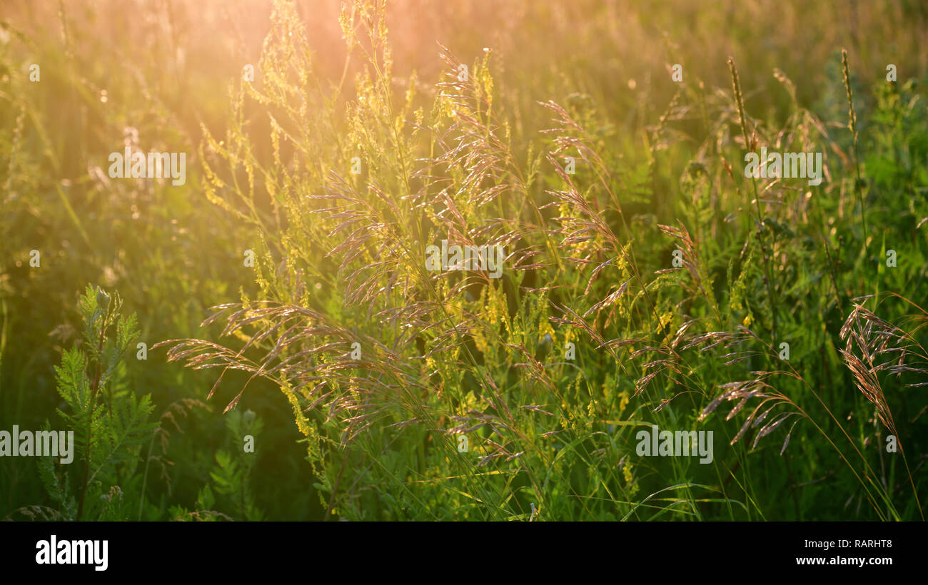 Lo sfondo da wild estate campo di erba al tramonto Foto Stock