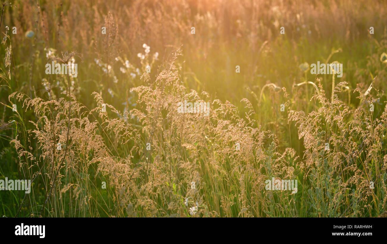 Lo sfondo da wild estate campo di erba al tramonto Foto Stock