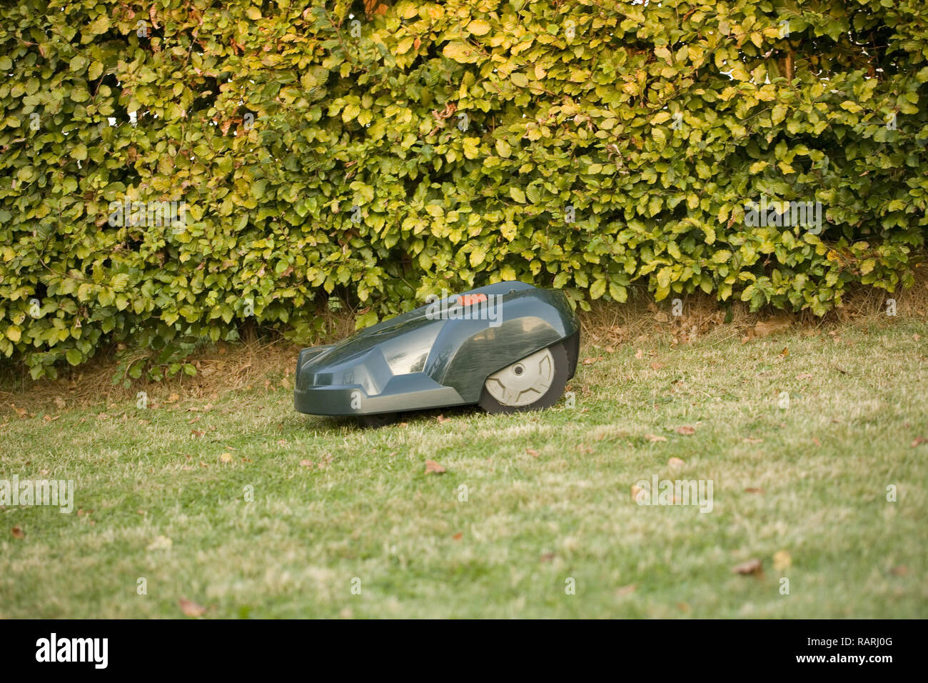 Verde robot automatico tosaerba taglio erba che corre lungo i bordi di un prato da una siepe Foto Stock