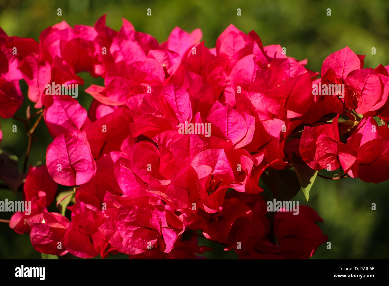 Magenta bellissimi fiori di bouganville closeup Foto Stock