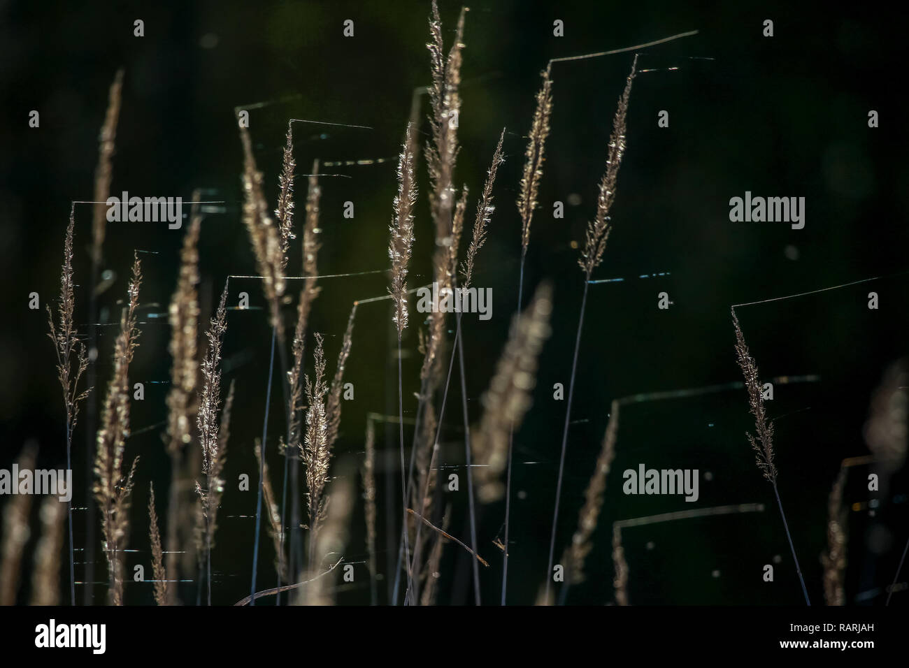 Primo piano di erba. Erba con spider web sullo sfondo del fiume. Erba selvatica. Natura erba vicino al fiume in Lettonia. Sfondo astratto di erba un Foto Stock