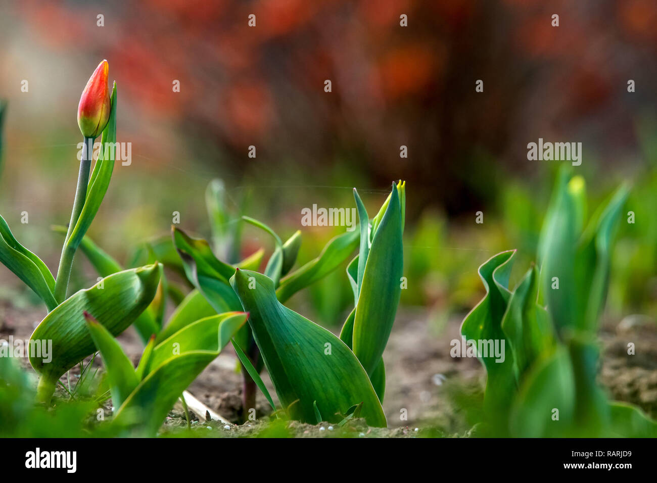 Tulipani rossi. Blooming tulip fiori. Tulipani rossi sull'erba verde come sfondo. Giardino con tulipani. Fiori di campo. Natura fiore. Fiori in prato. Foto Stock