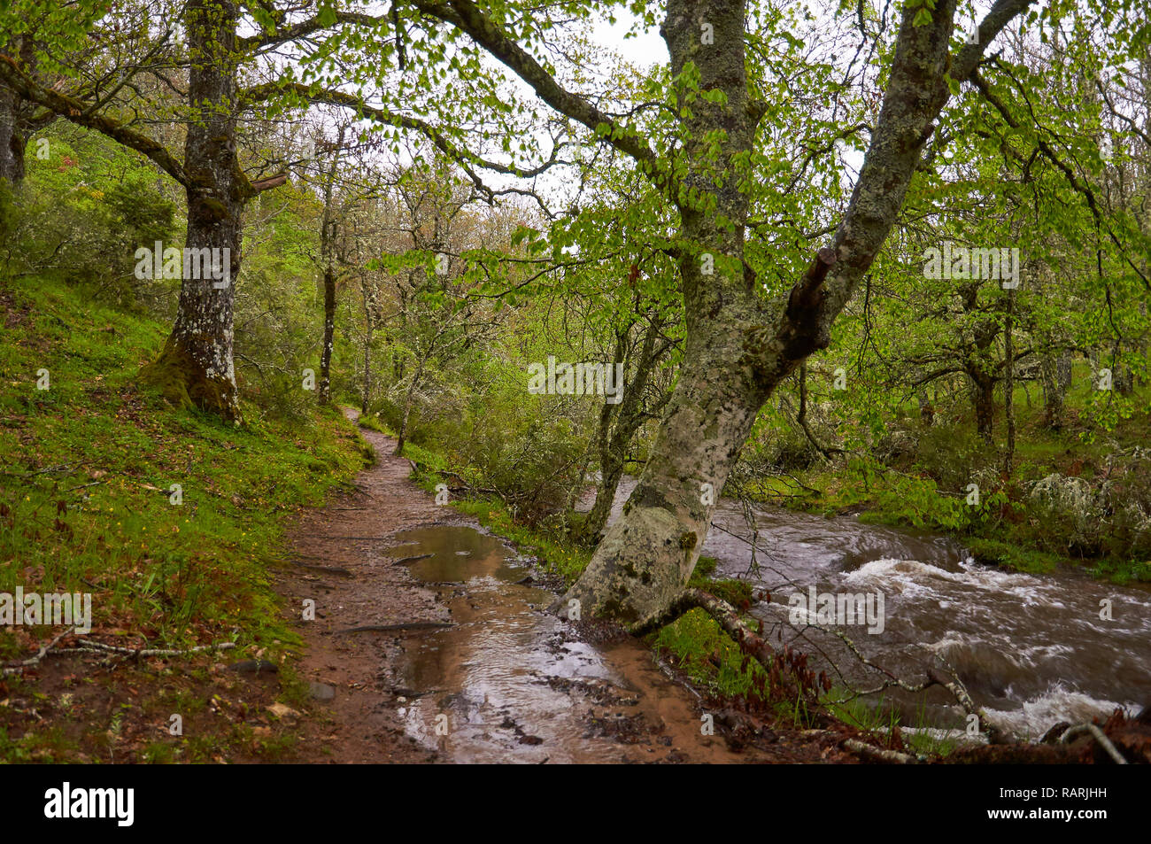 Sentiero escursionistico a fianco del fiume Jarama in Hayedo de Montejo il faggio, uno dei più meridional boschi di faggio in Europa (Montejo de la Sierra,Madrid,Spagna) Foto Stock