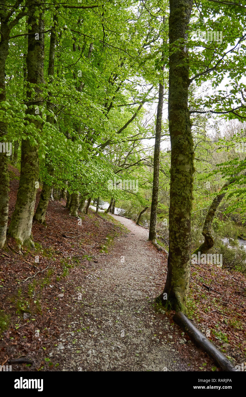 Sentiero escursionistico tra faggi in Hayedo de Montejo il faggio, uno dei più meridional boschi di faggio in Europa (Montejo de la Sierra, Madrid, Spagna) Foto Stock