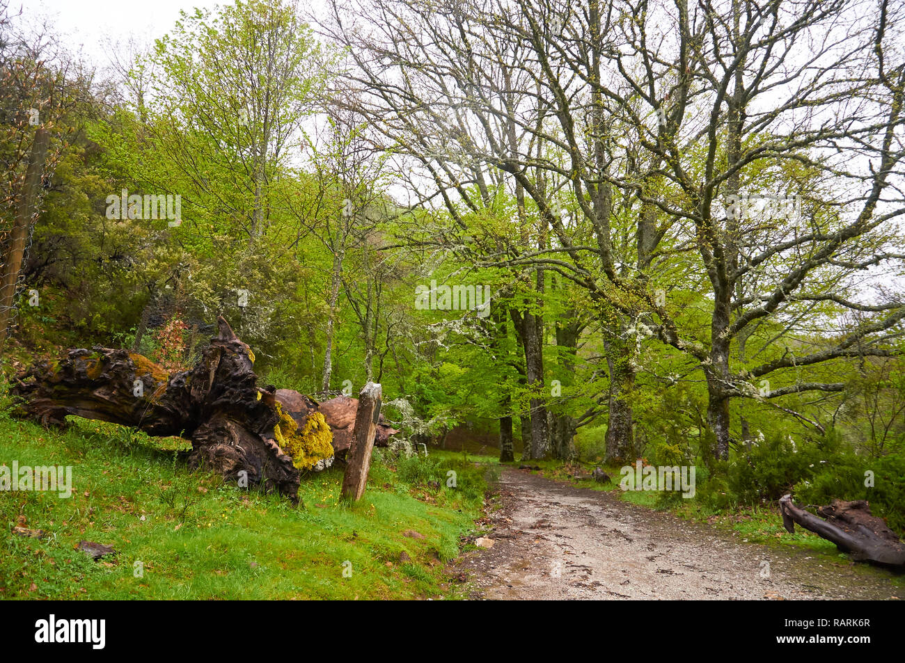 Sentiero escursionistico vicino caduto grande faggio in Haye de Montejo, uno dei la più meridionale delle foreste di faggio in Europa (Montejo de la Sierra,Madrid,Spagna) Foto Stock