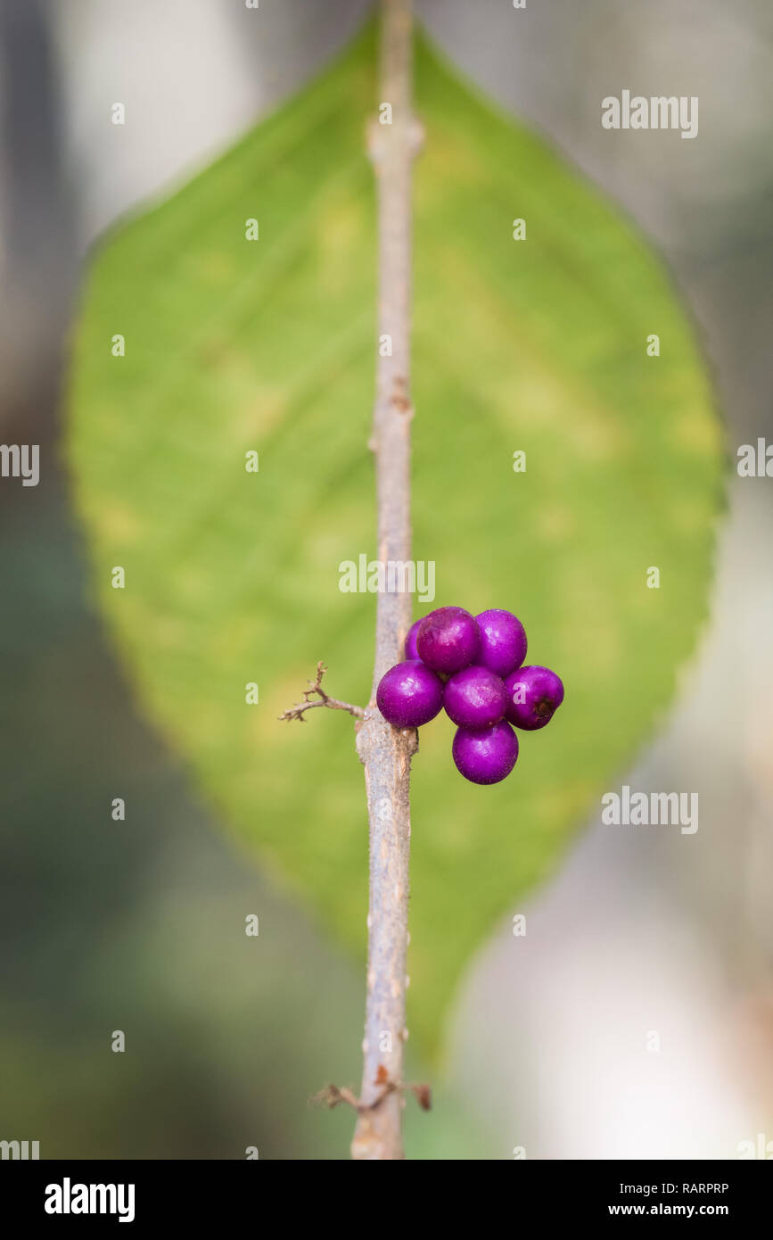 Un piccolo agglomerato di American Beautyberry lungo Shingle Creek a Kissimmee, Florida, che è riuscito ad evitare di essere mangiato da esseri umani e la fauna selvatica allo stesso modo. Foto Stock