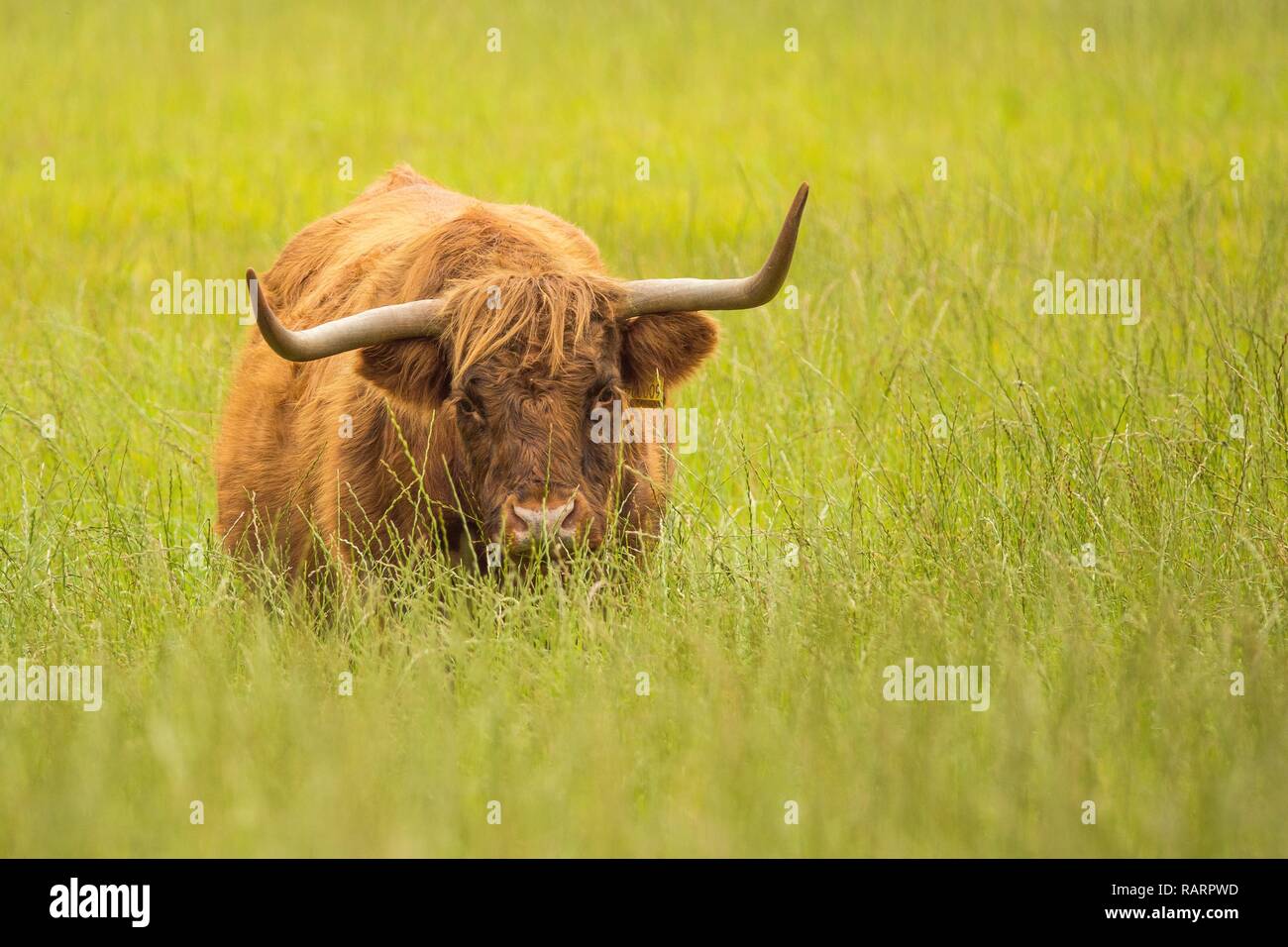 Highland mucca in un campo Foto Stock