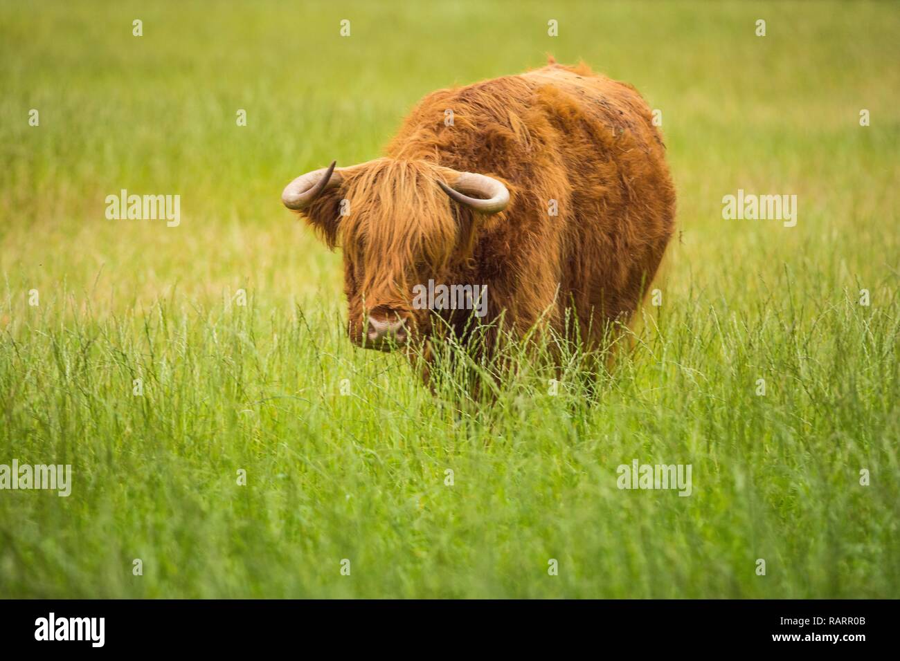 Highland mucca in un campo Foto Stock