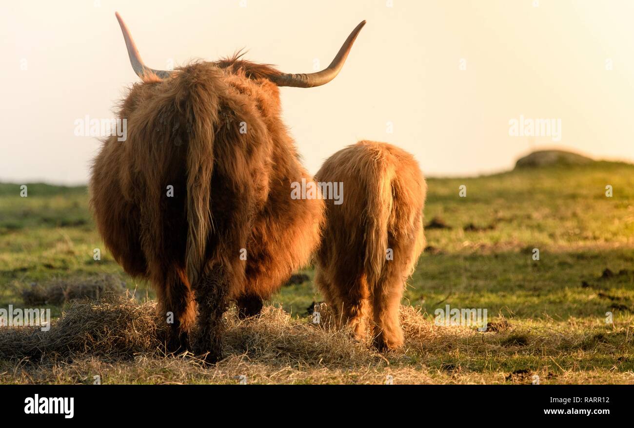 Highland vacche in un campo Foto Stock