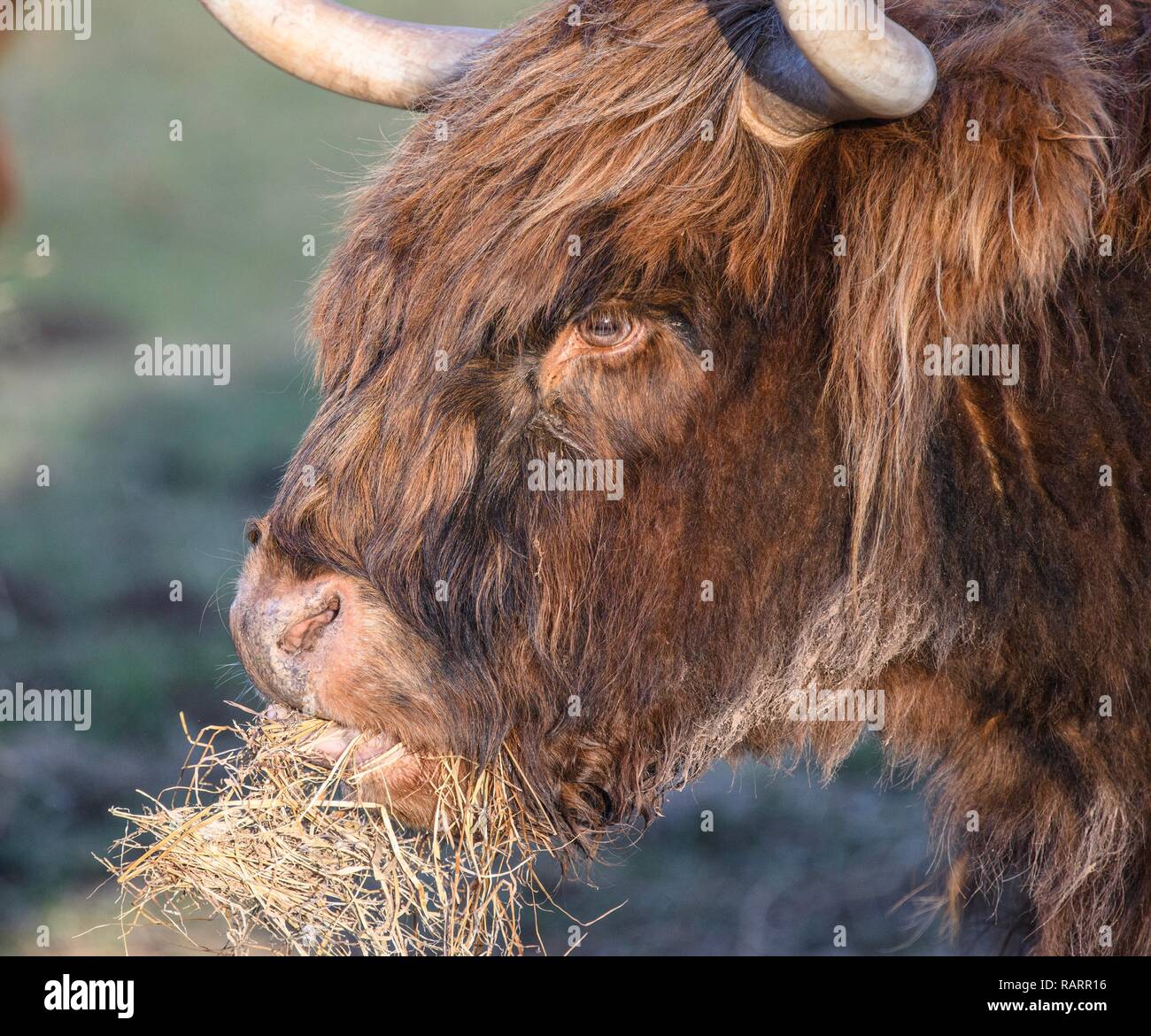 Highland mucca pascolare in un campo Foto Stock