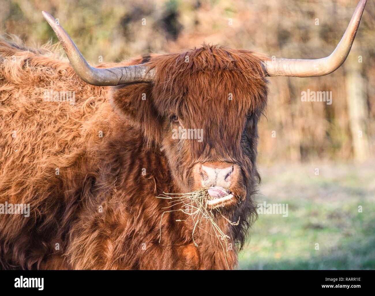 Highland mucca pascolare in un campo Foto Stock