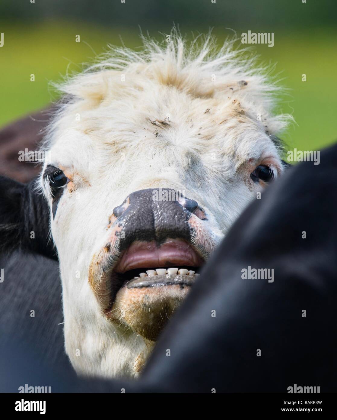 Marrone e bianco mucca di sbirciare da dietro la mandria Foto Stock