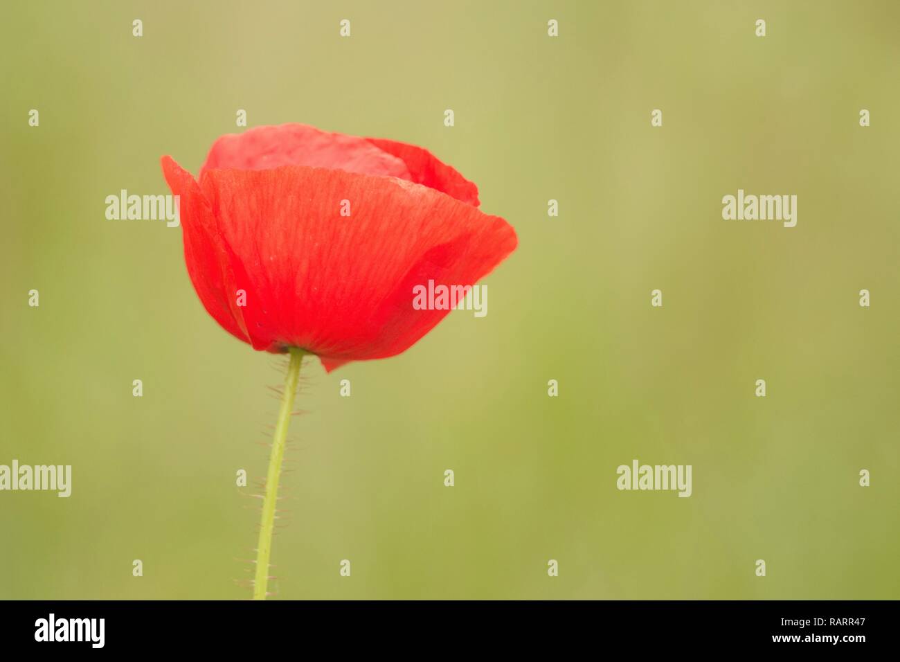 Un singolo papavero rosso su sfondo verde Foto Stock