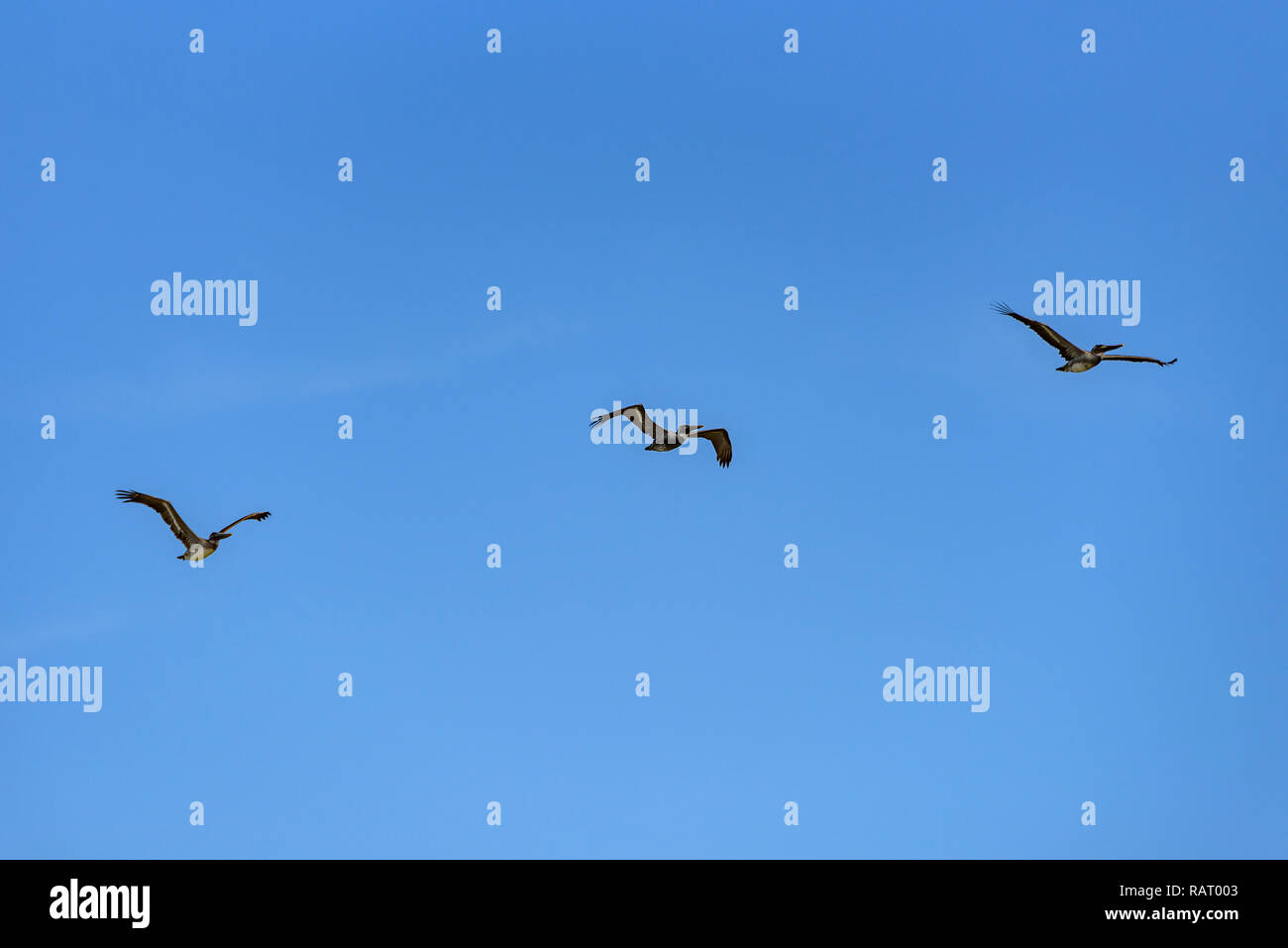 Un gregge di American pellicani bianchi battenti contro un cielo blu. Foto Stock