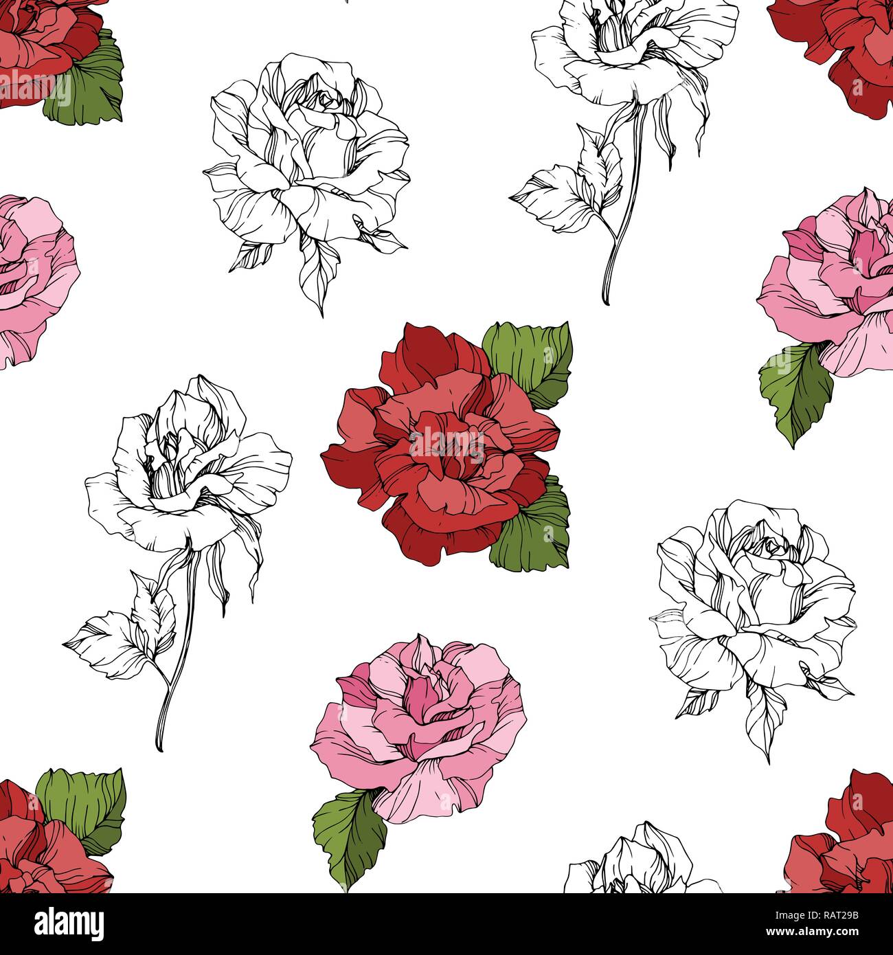 Vettore e rosa rosa rossa. Floreale di fiori botanica. Inchiostro inciso art. Perfetta configurazione di sfondo. Carta da parati in tessuto texture stampa su sfondo bianco. Illustrazione Vettoriale